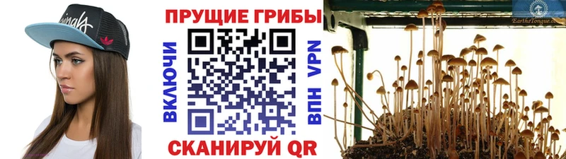 Псилоцибиновые грибы мицелий  как найти закладки  Талдом 